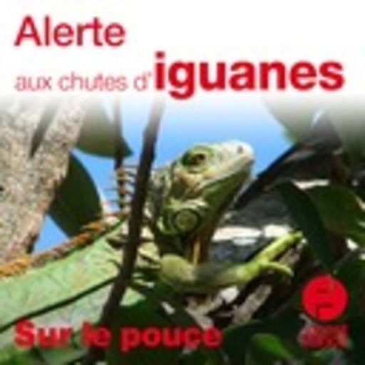 22 janvier 2020 - Alerte aux chutes d'iguanes - Sur le pouce