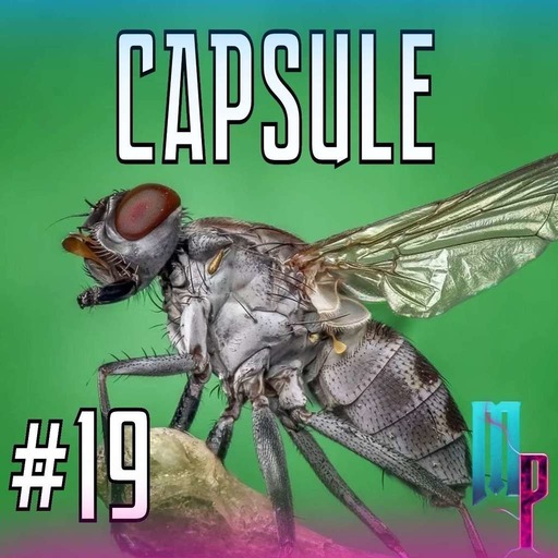 Capsule #19 - Du songe, des mouches et des archives.