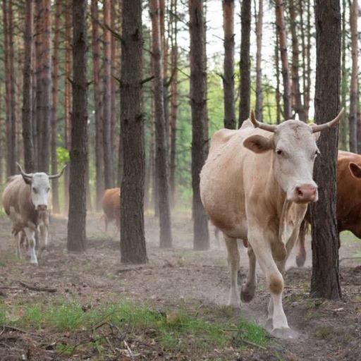 Des vaches en forêt, ou l'ensauvagement pour sauver les écosystèmes (EN REDIFFUSION)