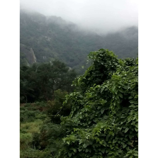 Sons de la jungle au petit matin - INDE - Kerala