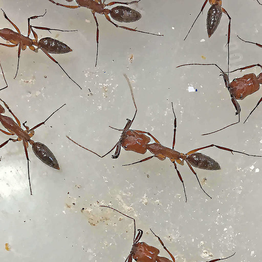Un travail de fourmis