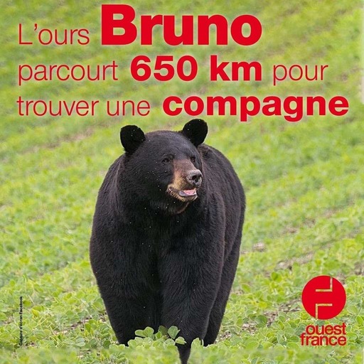 6 juillet 2020 - L’ours Bruno parcourt 650 km pour trouver une compagne - Sur le pouce