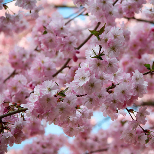 [VOYAGE #10] Le printemps au Japon : sakura (cerisiers en fleurs) et tout le reste