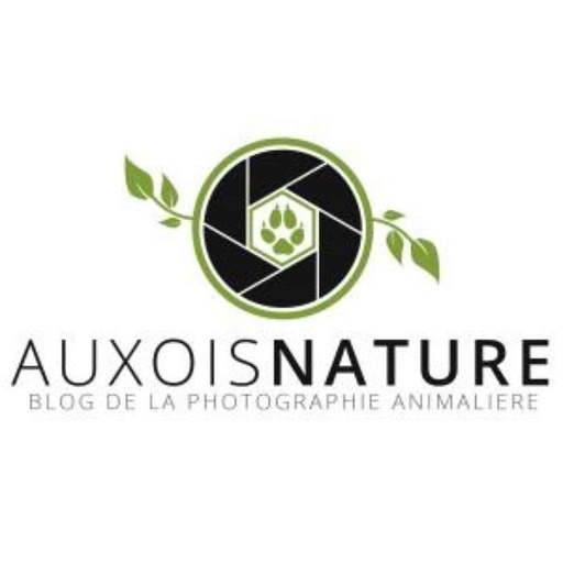 Interview du photographe animalier Julien Séré