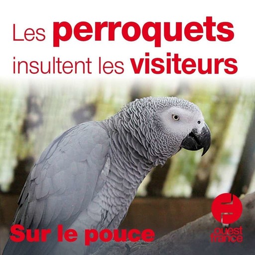 30 septembre 2020 - Les perroquets insultent les visiteurs - Sur le pouce