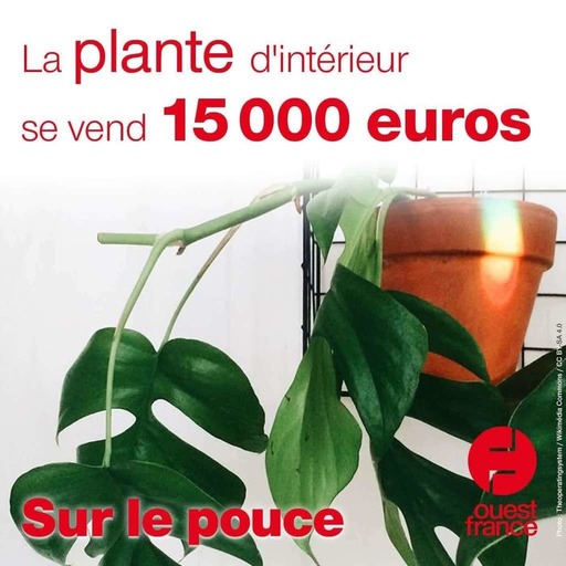 15 juin 2021 - La plante d'intérieur se vend 15 000 euros - Sur le pouce