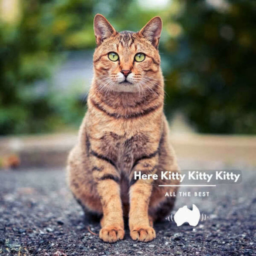 Here Kitty Kitty Kitty