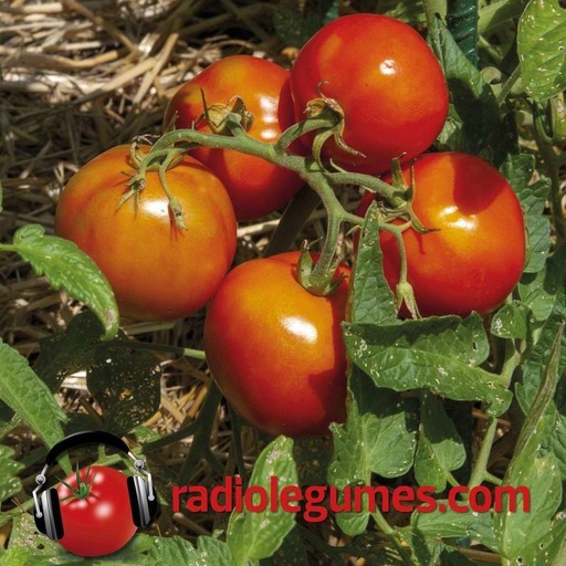 Les tomates, estivales et chaleureuses