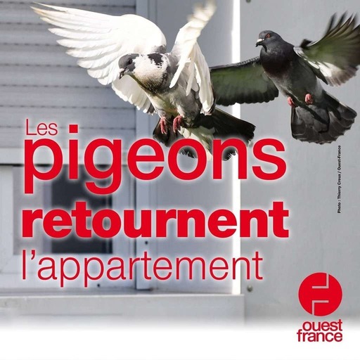 4 septembre 2020 - Les pigeons retournent l’appartement - Sur le pouce