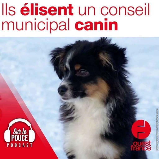 27 novembre 2021 - Ils élisent un conseil municipal canin - Sur le pouce