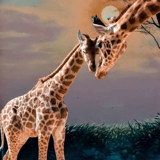 La riche vie sociale des girafes (EN REDIFFUSION)