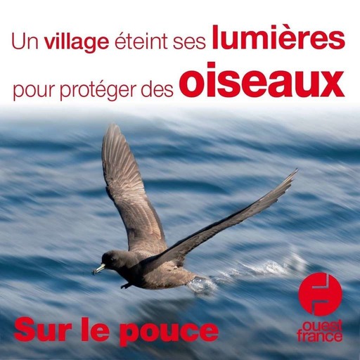 23 décembre - Un village éteint ses lumières pour protéger des oiseaux - Sur le pouce
