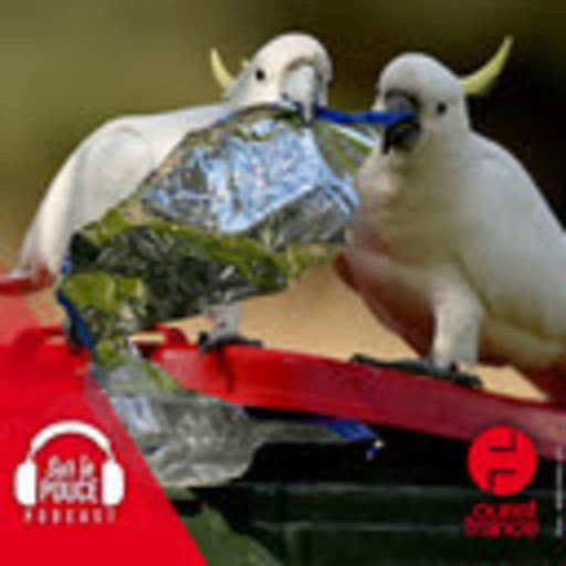 13 septembre 2022 - Une guerre des poubelles entre humains et perroquets - Sur le pouce