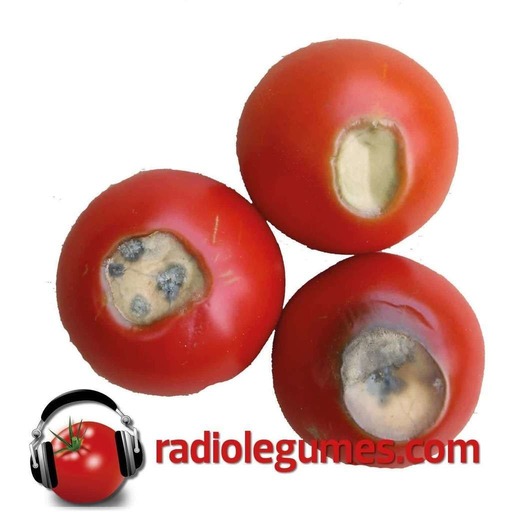 Tomates: désordres physiologiques, maladies et insectes ravageurs: des solutions