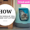 How Often Should You Change Cat Litter