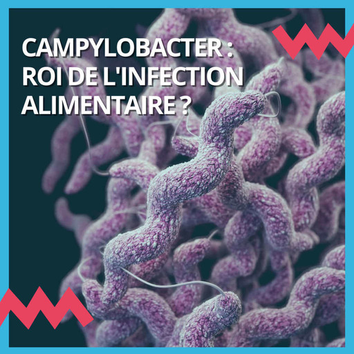 Campylobacter, le roi de l'infection alimentaire ?