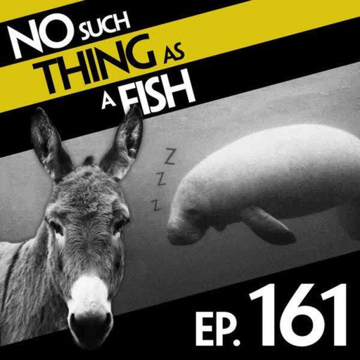 161: No Such Thing As A Magic Donkey