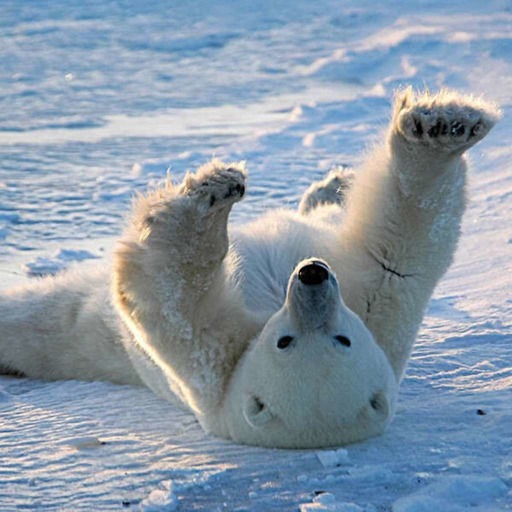 La saison des ours polaires tire-t-elle à sa fin?